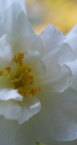 白い花の壁紙