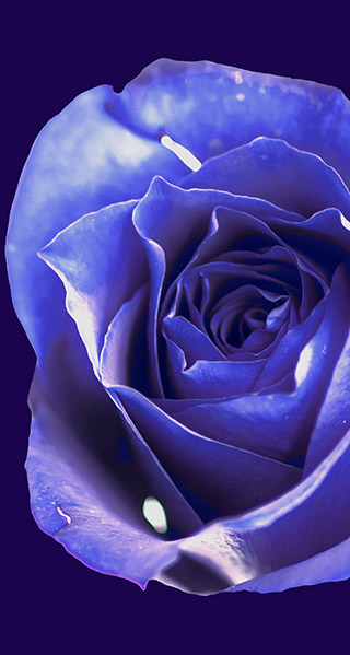 紫のバラの待受