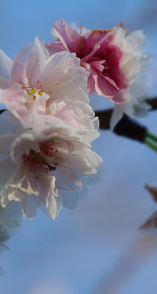 十月桜の壁紙