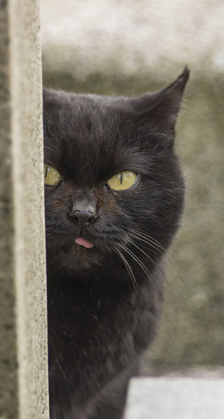 のぞく猫の待受