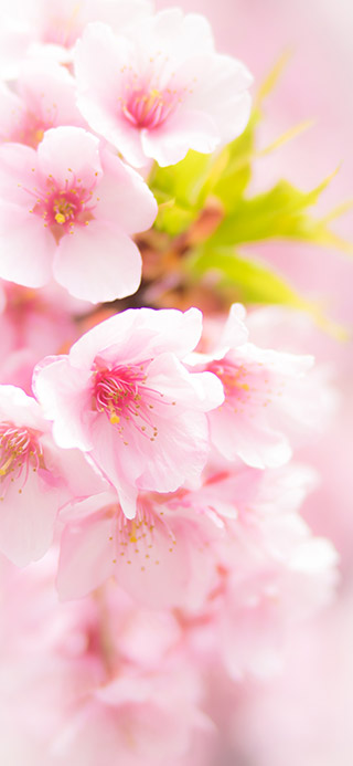 桜の待受