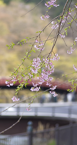 桜のiphoneスマホ無料壁紙 待ち受け 4514 フォトック