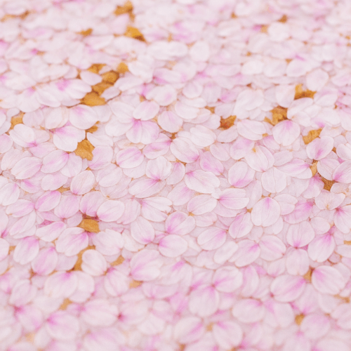 桜筏の待受